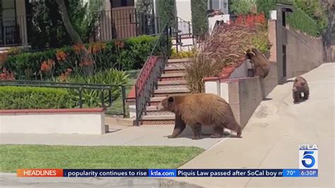 Locals concerned over increased bear sightings in Sierra Madre